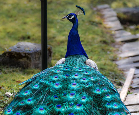 Mr Peacock III