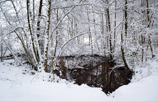 Winter Pond