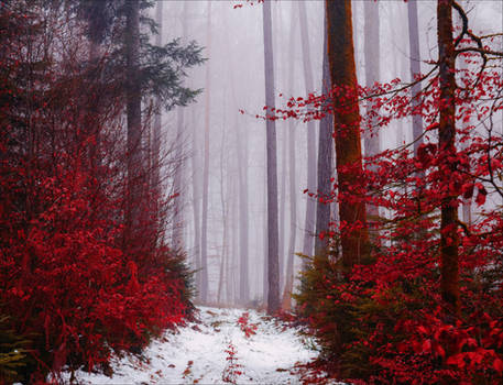 Entrance to the Bloodred Forest