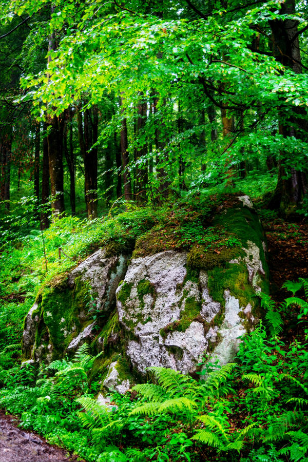 Mossy Rock II