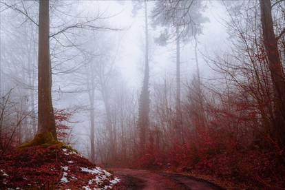 Bloodred Forest X