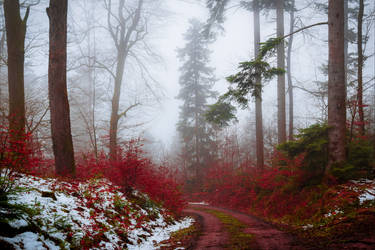 Bloodred Path by Coccineus