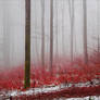 Bloodred Forest XIII