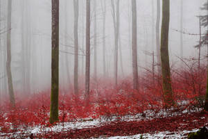 Bloodred Forest XIII