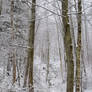 Winter Trees II