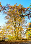 Autumn Tree by Coccineus