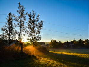 Golden Morning VI