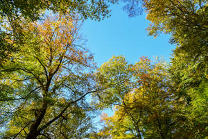 Autumn Trees