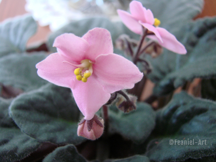 african violet