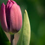 Tulip I