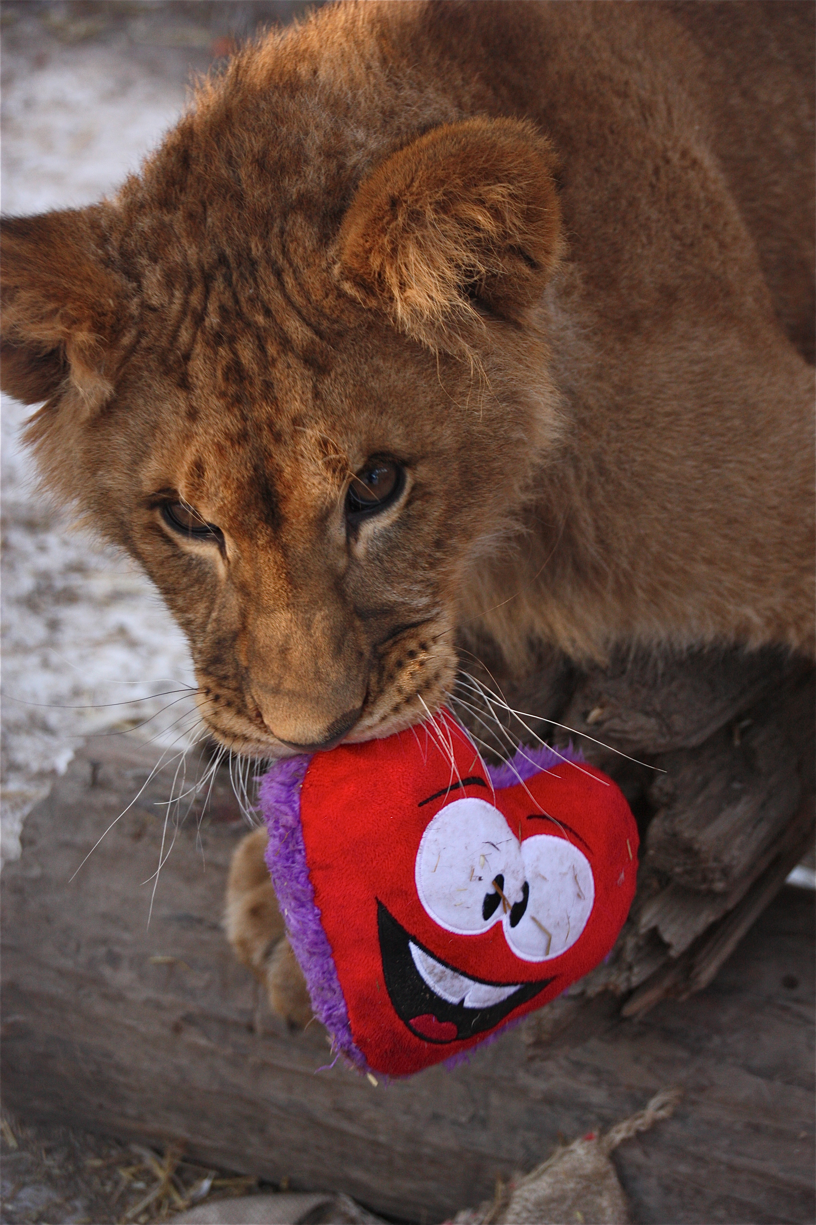 I'm not lion... I love you!