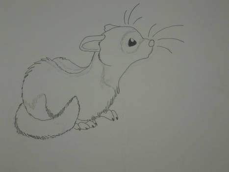 ferret sketch