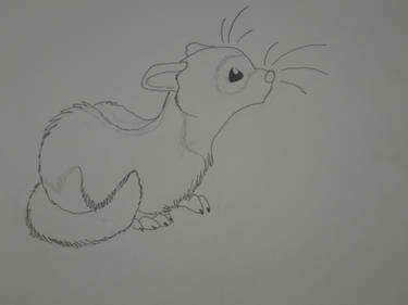 ferret sketch