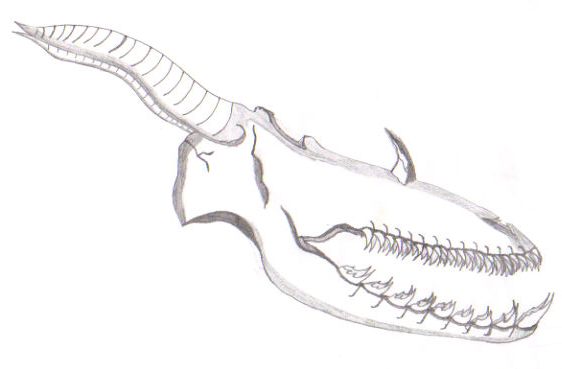 dragonic skull