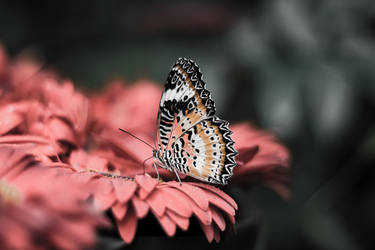 Schmetterling Orange