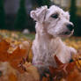 Autumn dog II