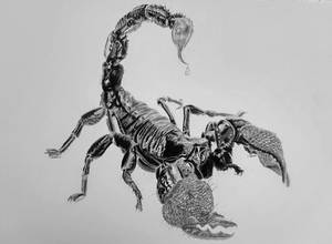 Scorpion graphite drawing