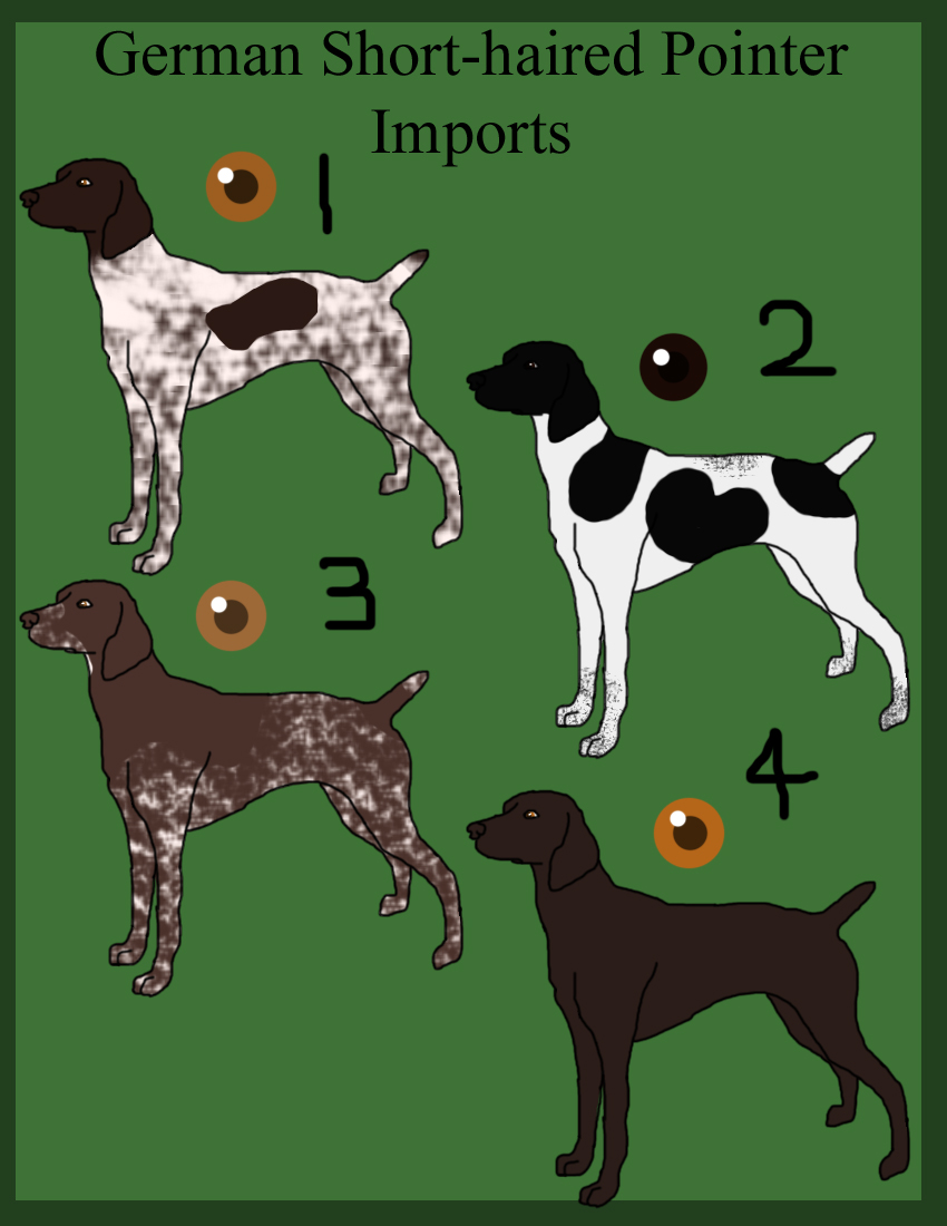 German Shorthair Pointer Import Adopts Open By Serenade Thirdhand