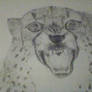 Cheetah -Headshot-