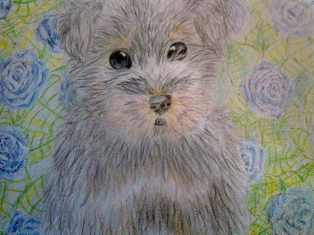 Yorkie