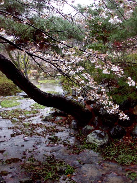 Sakura Arabesque