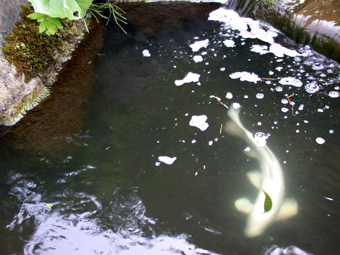 Ghost Koi