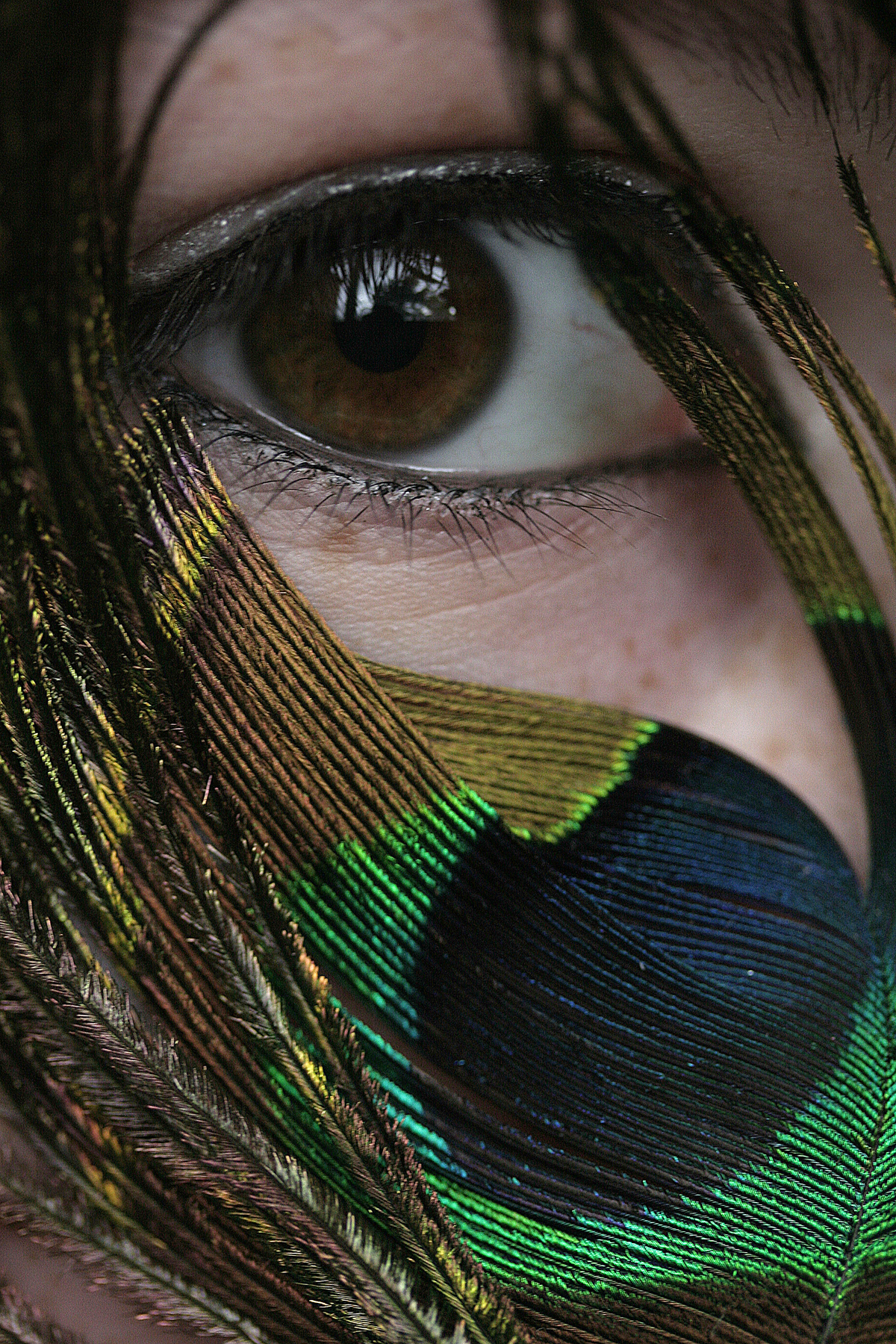 peacock eye