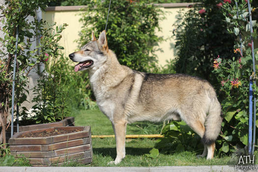 Adult male Czechoslovakian Wolfdog