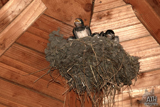 Young swallows