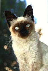 Cleopatra the Birman kitten