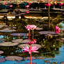 Water Lilies