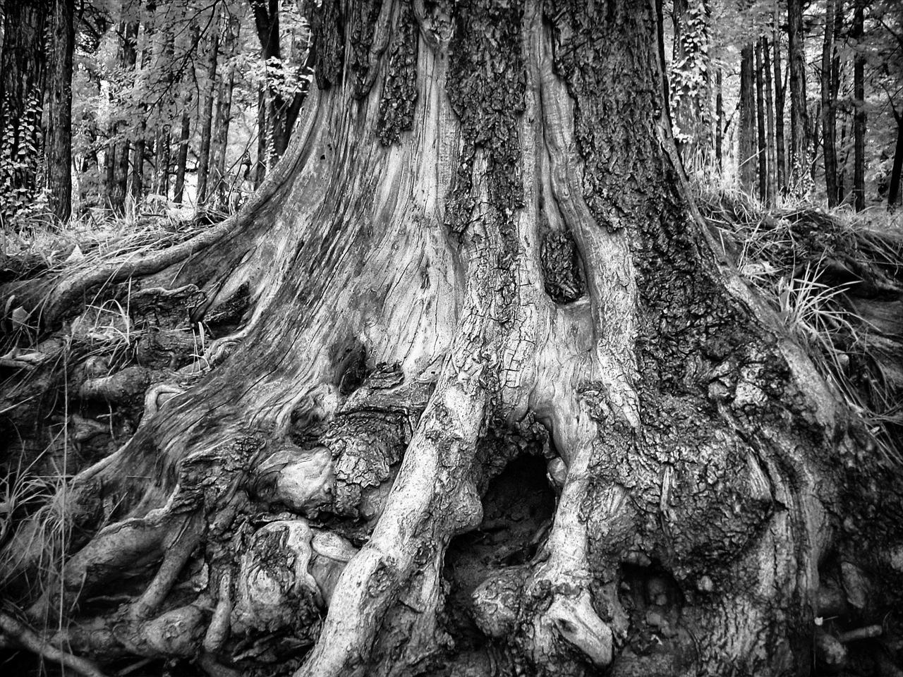 Back To The Roots by DevaPan on DeviantArt