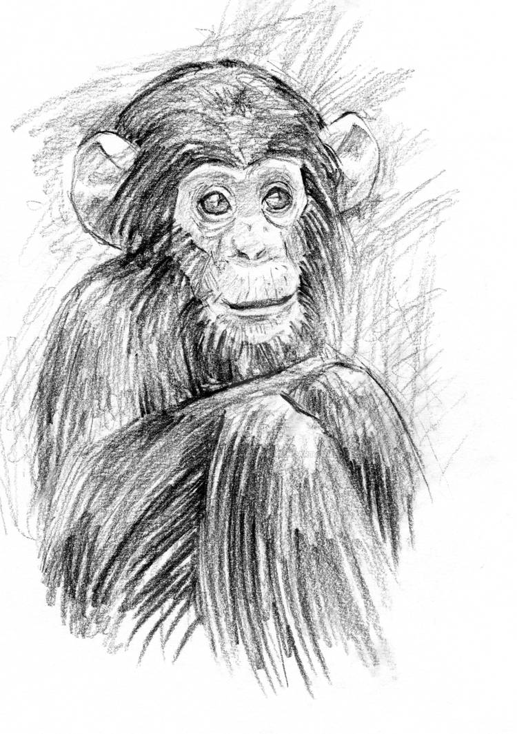 Chimpanzee - Exercise by CoddledTamago on DeviantArt