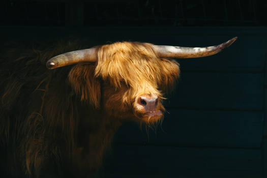 Emo Cow (highland cattle)