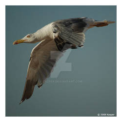 seagull 04