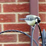 Great tit