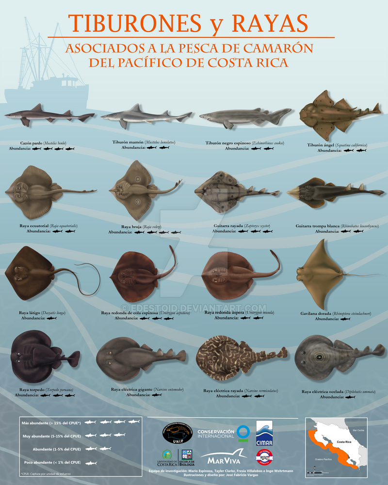 Benthic/Demersal Sharks and Rays of Costa Rica by Edestoid on DeviantArt