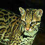 Ocelot 1