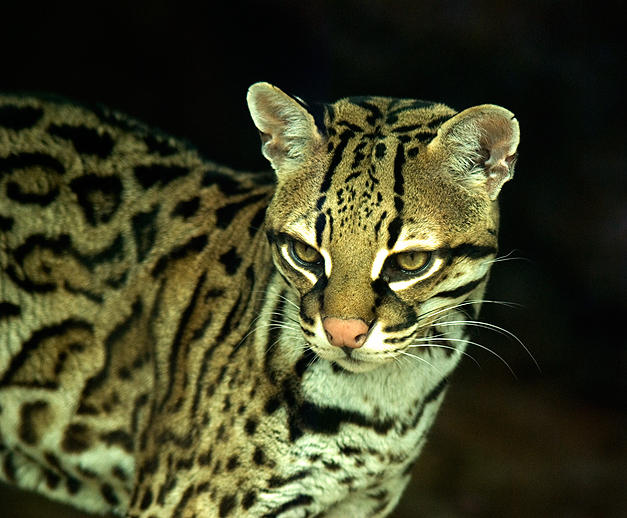 Ocelot Rapper Ocelot 1 by zaph on DeviantArt