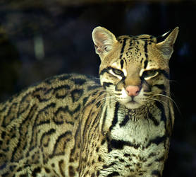 Ocelot 3