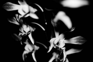 ..nica's flowers : pitch black and gypsy flowers