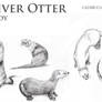 River Otter Body Drawing Ref