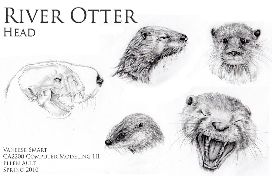 River Otter Head Drawings Ref