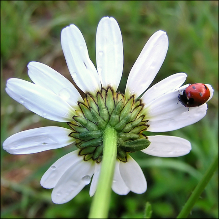 On my daisy