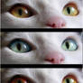 Cat Eyes