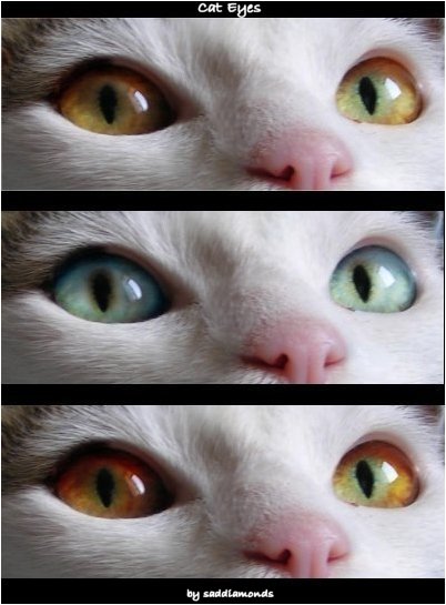 Cat Eyes