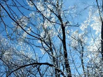 Trees In Ice