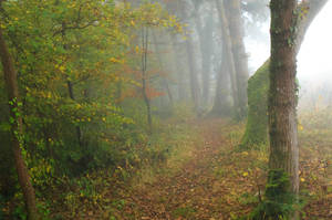 Foggy forest tight by XKSteve