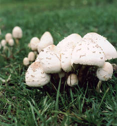 Mushrooms