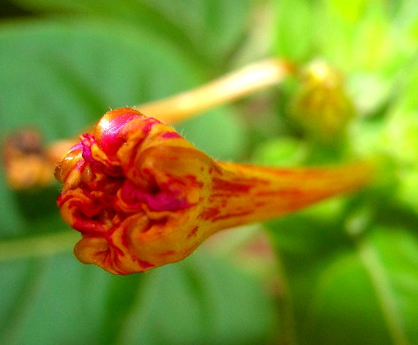 mirabilis jalapa